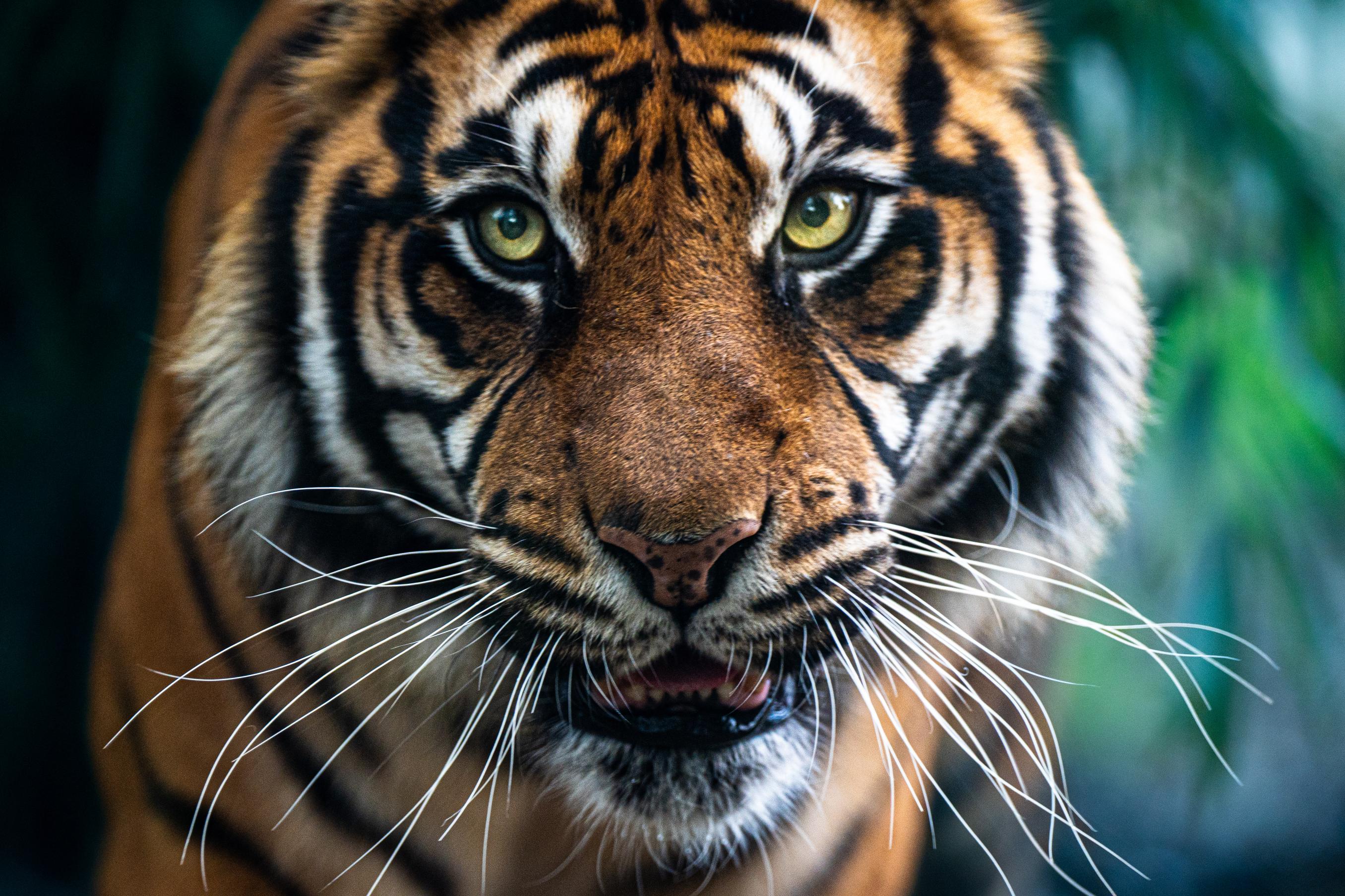 This image for photography