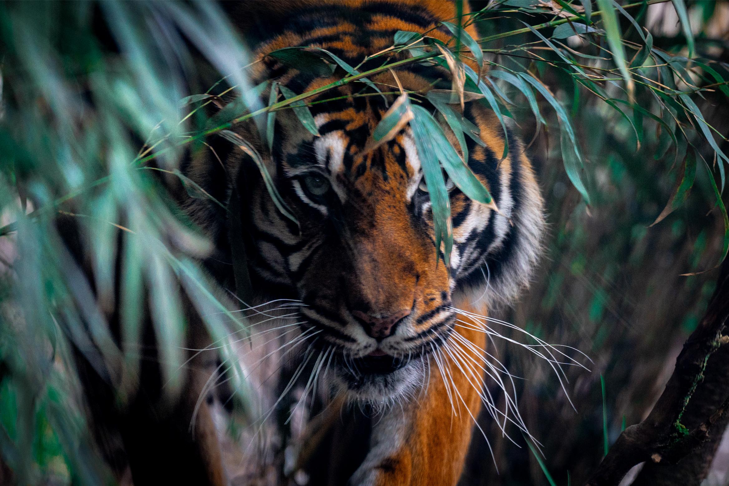 This image for photography