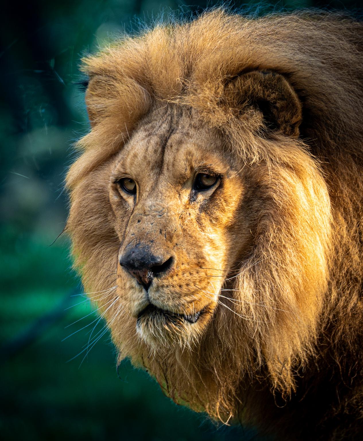 This image for photography