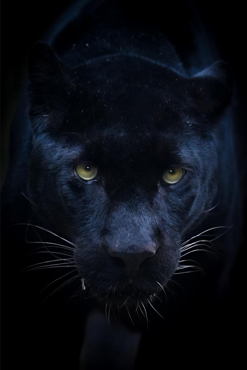 This image for photography