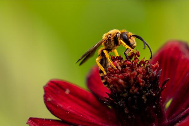 This image for photography