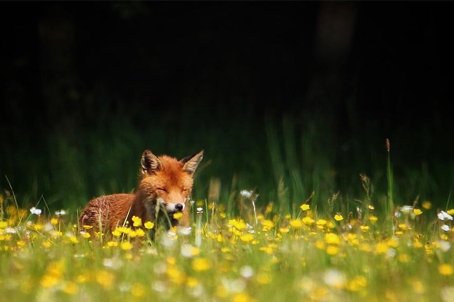 This image for photography