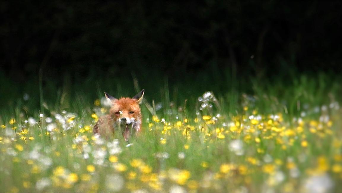 This image for photography