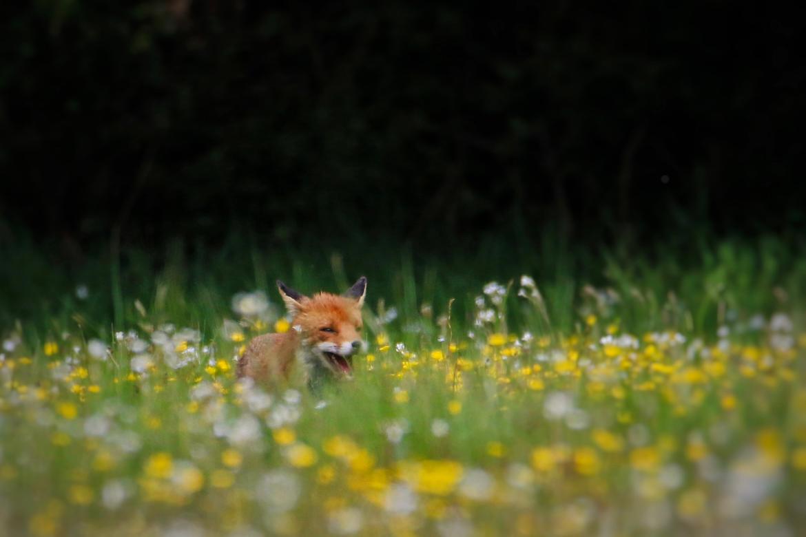 This image for photography