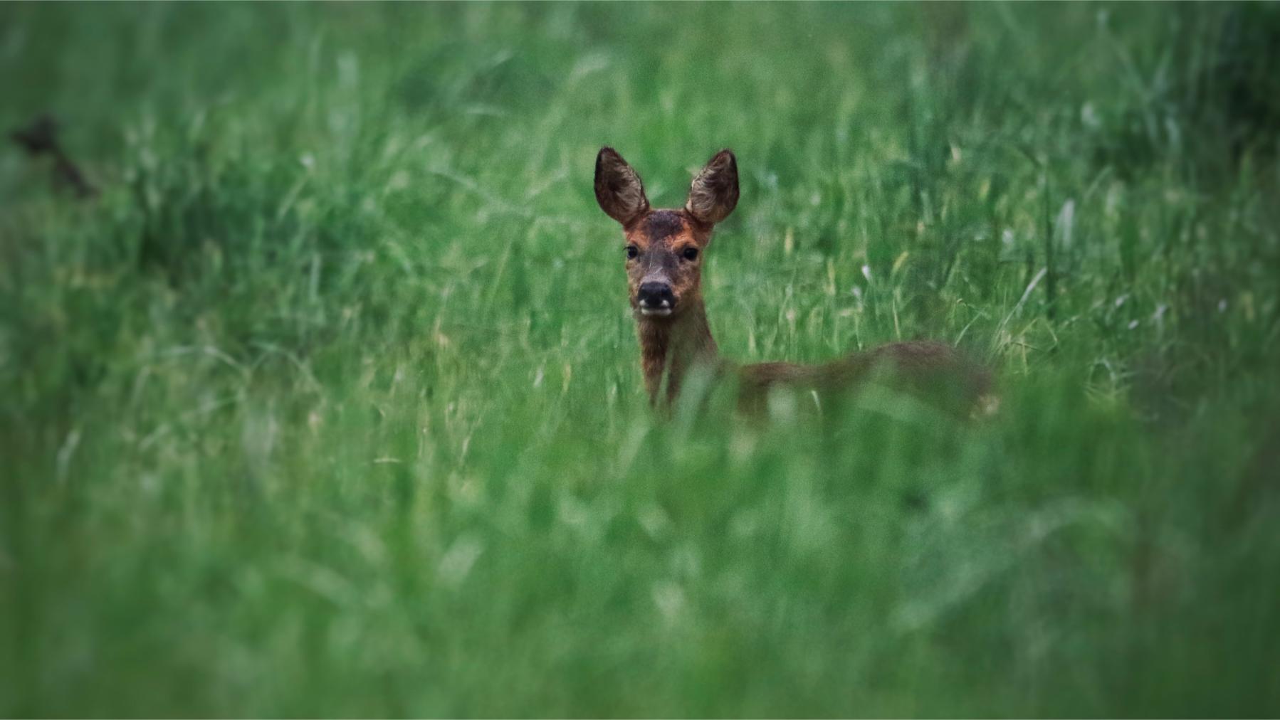 This image for photography