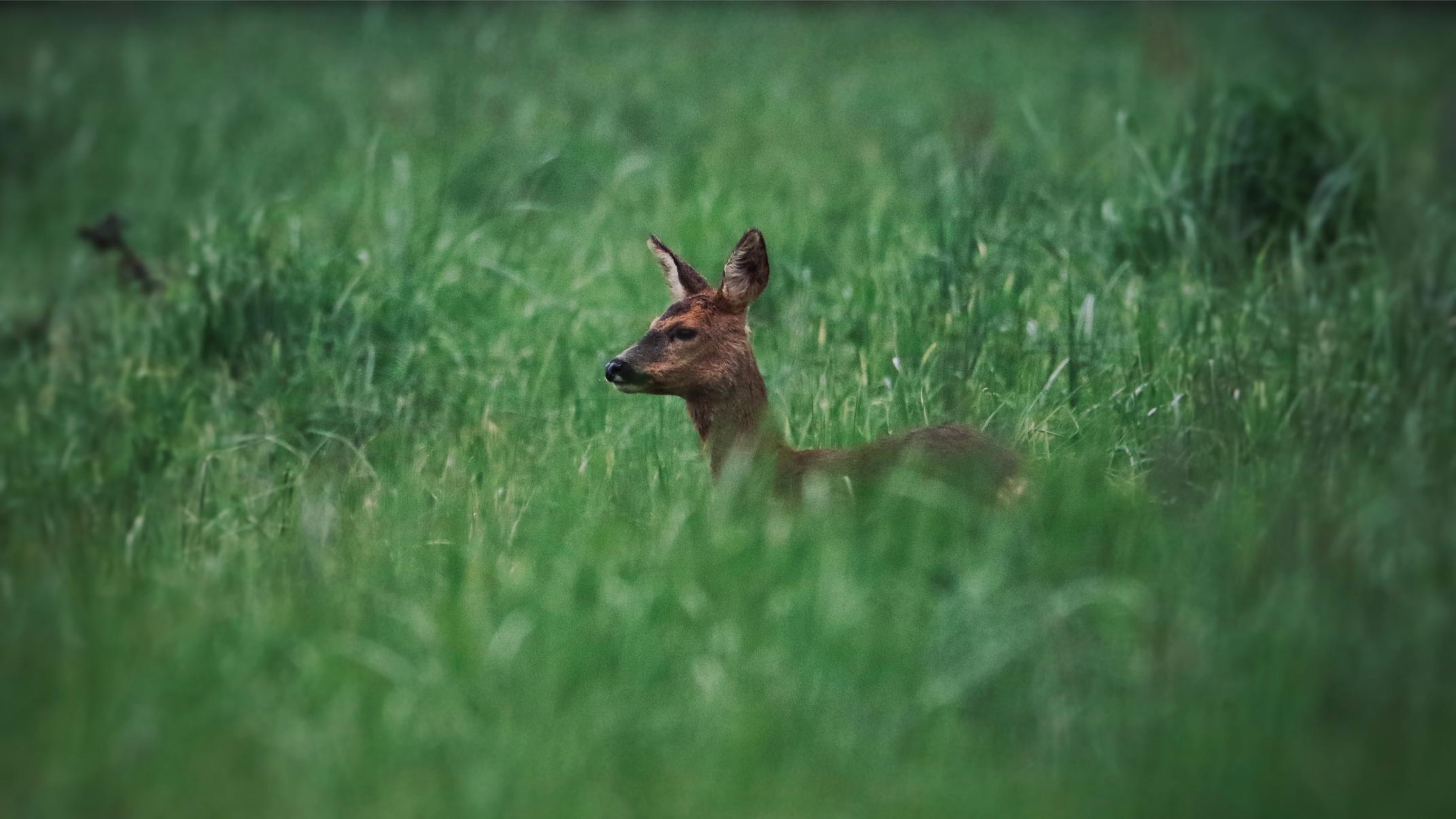 This image for photography