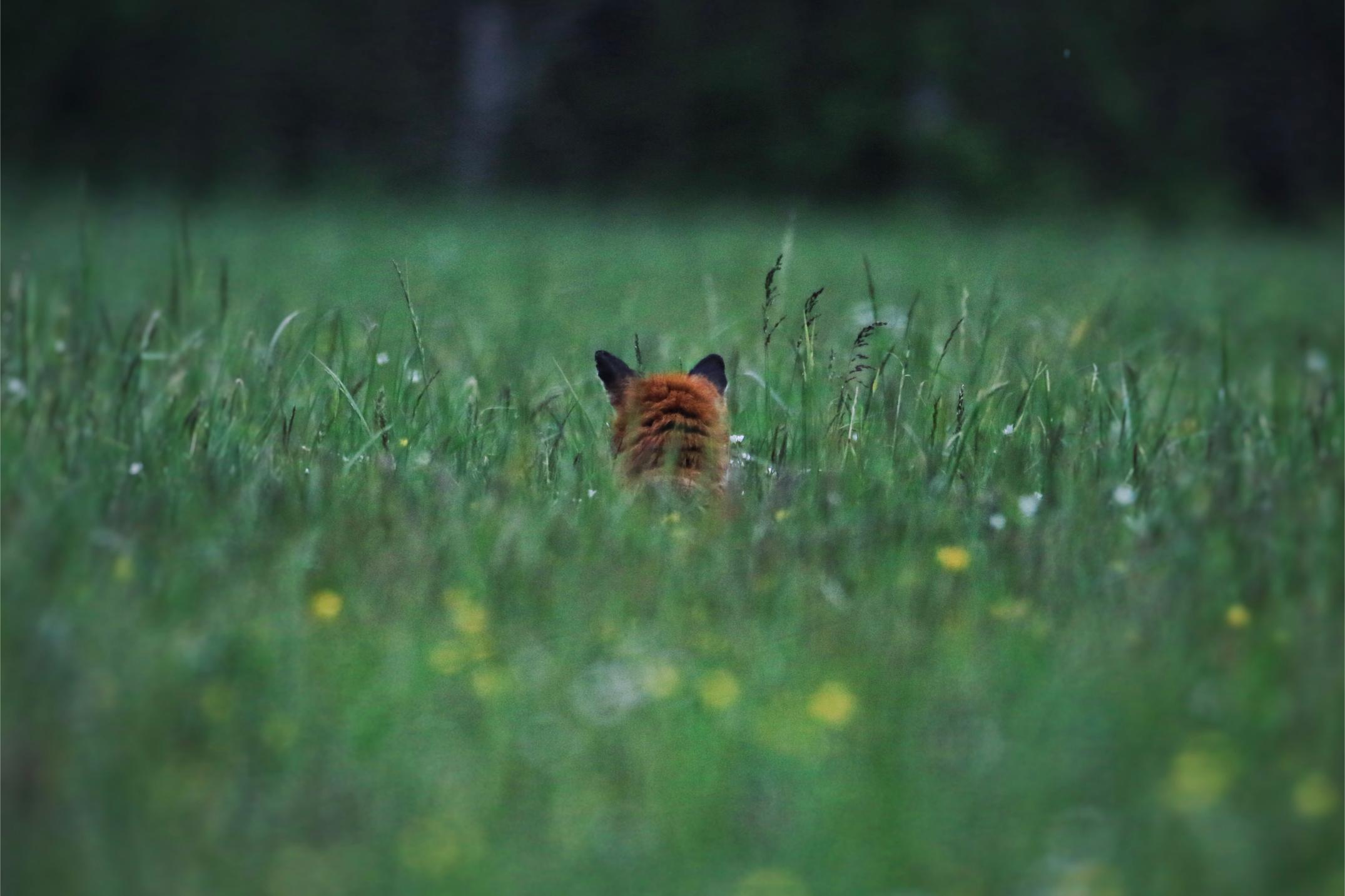 This image for photography