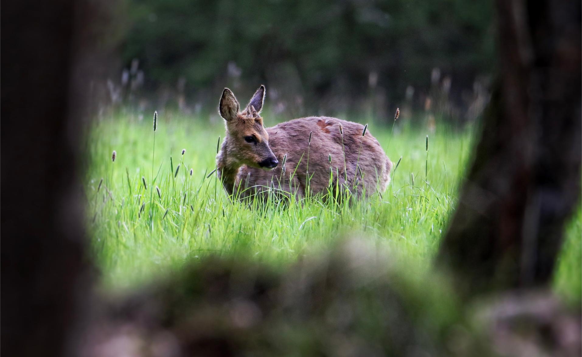 This image for photography