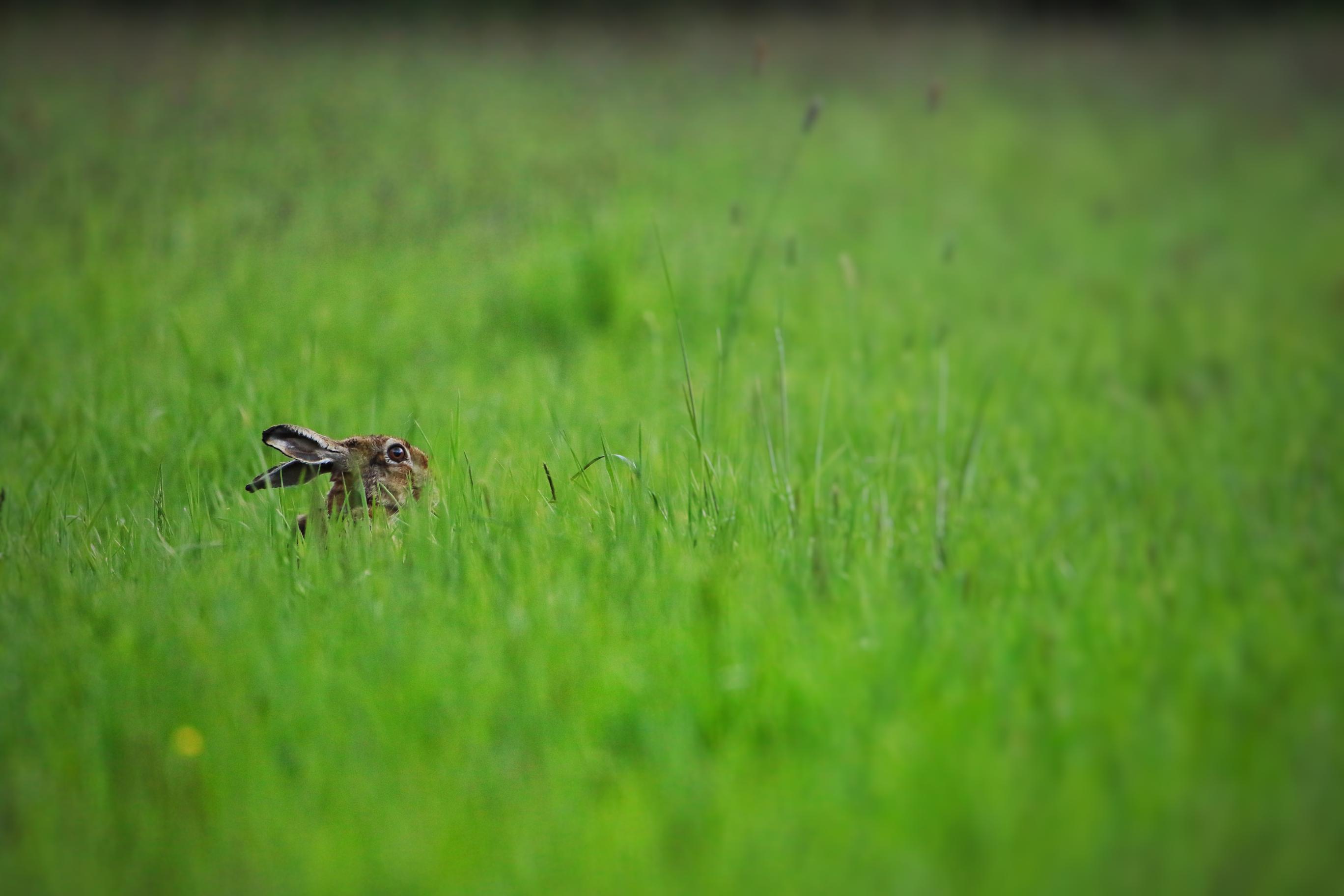 This image for photography