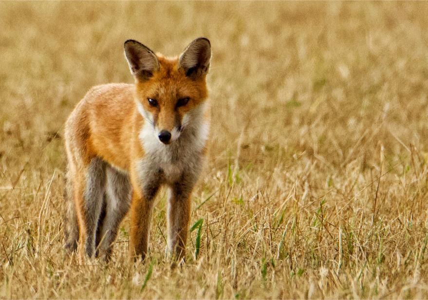 This image for photography