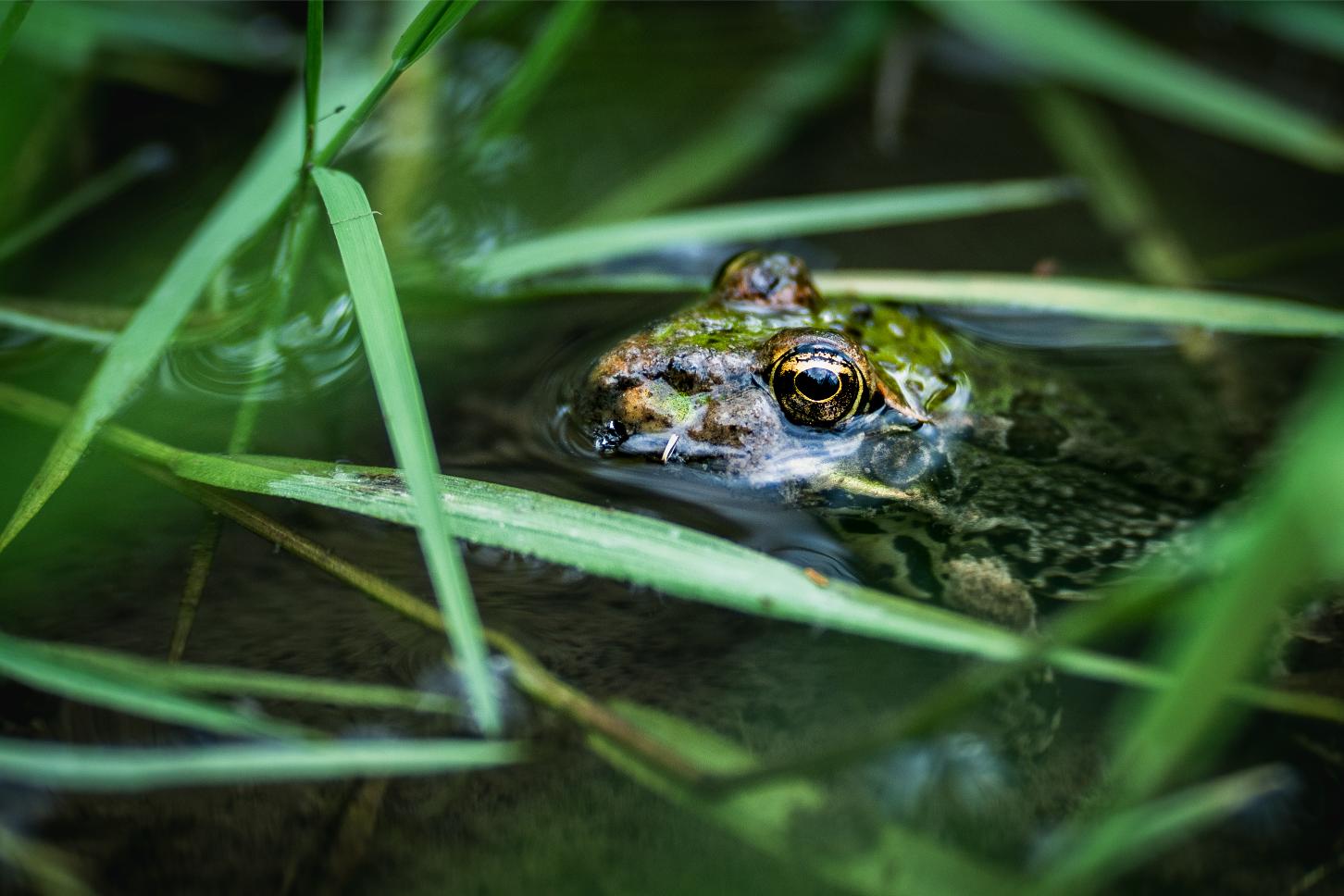 This image for photography