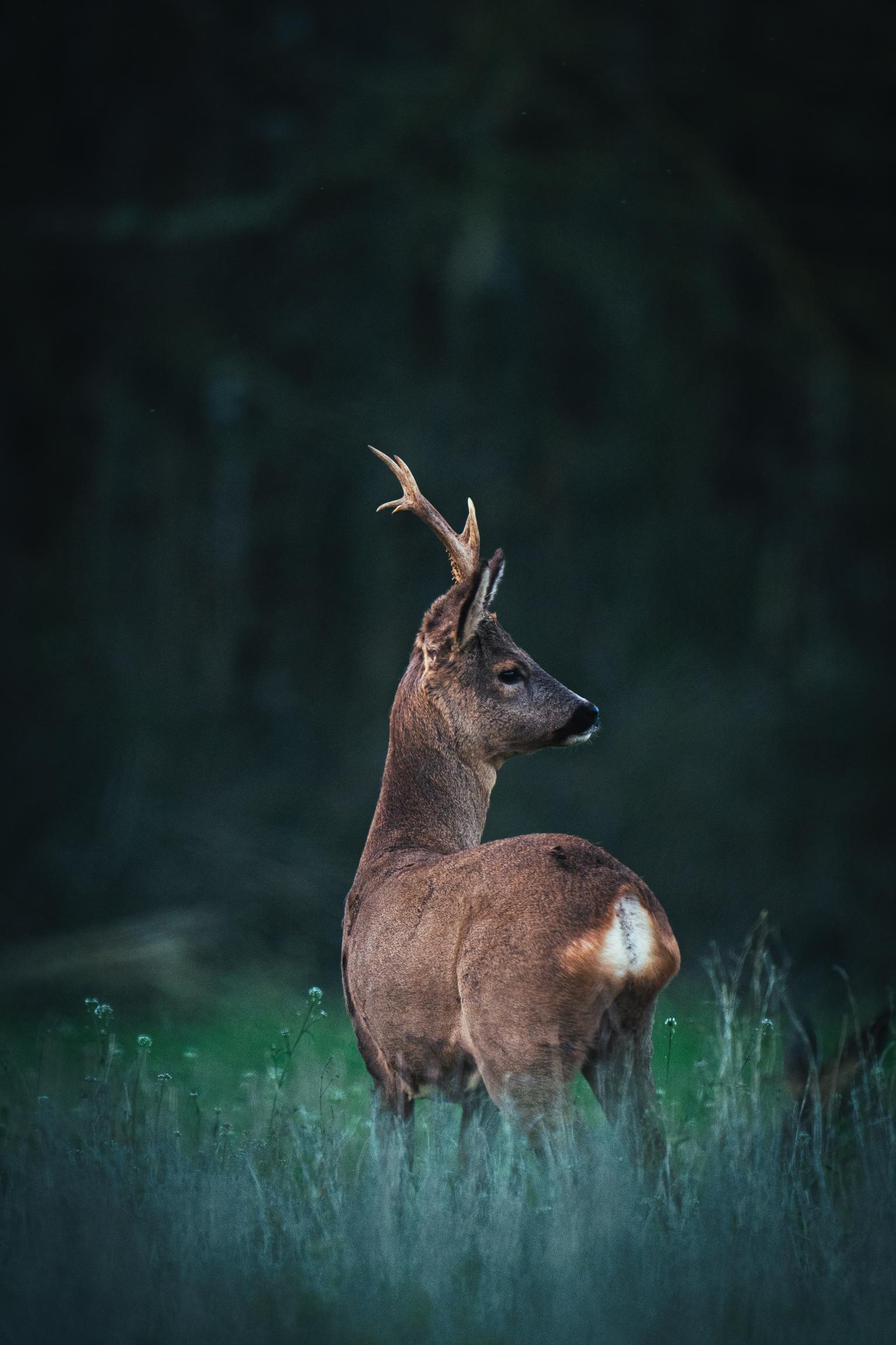 This image for photography