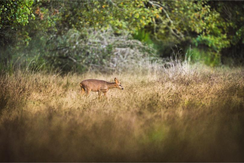 This image for photography