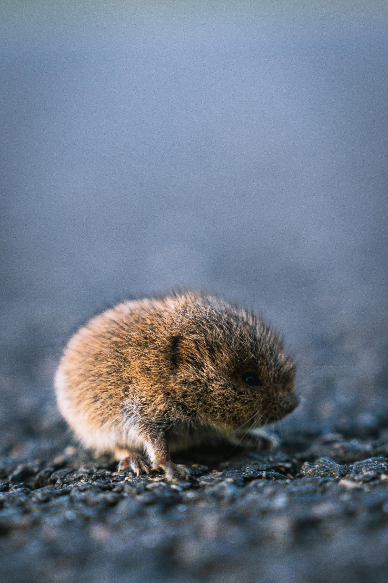 This image for photography