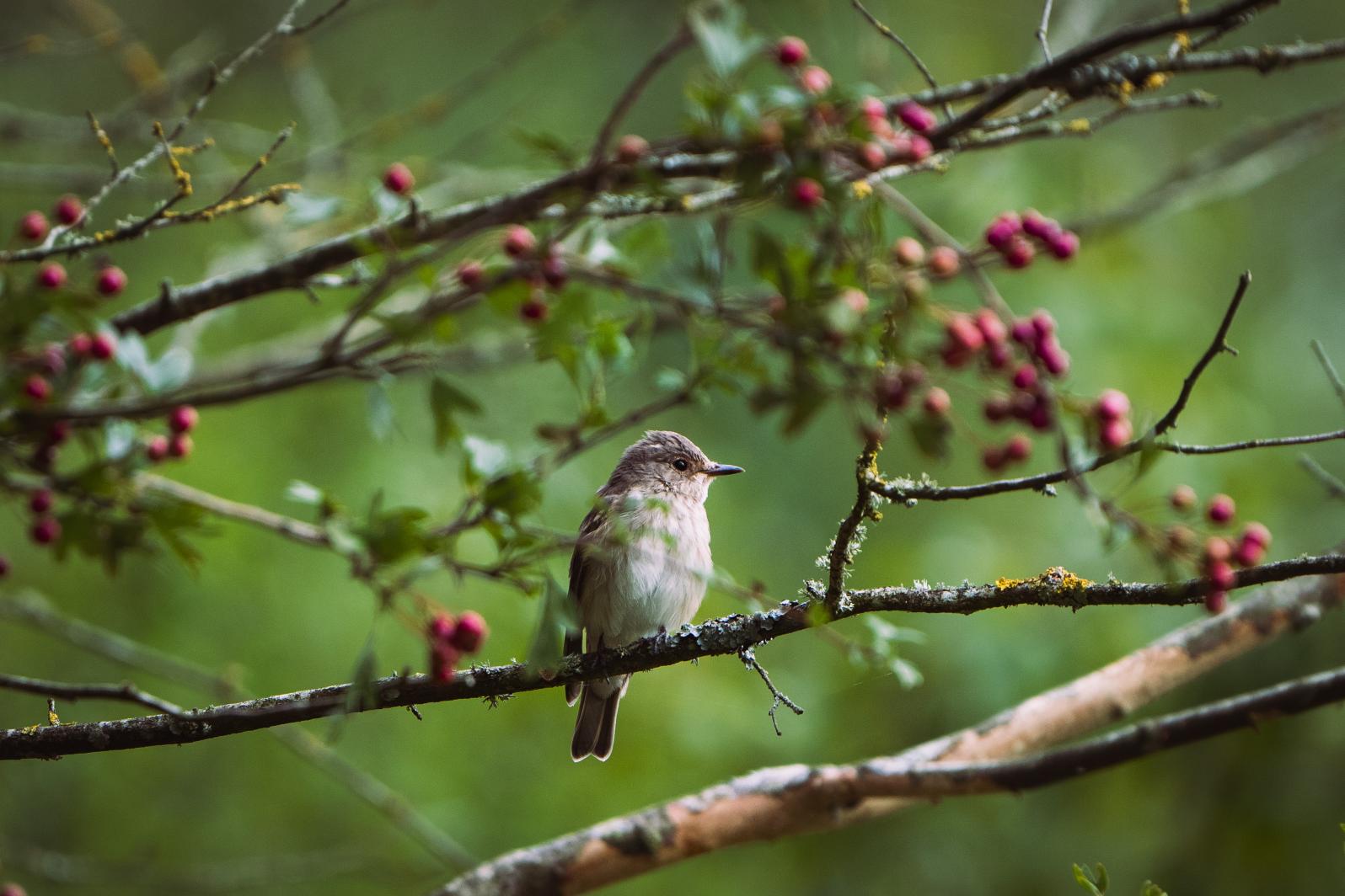 This image for photography